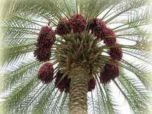 المسلمون وعلم النبات