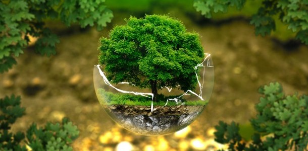 الرؤية الإسلامية لعنصر النبات