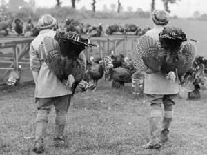 The history of turkeys