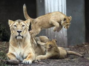 África se queda sin leones