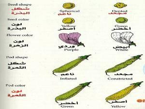 المسلمون وعلم الوراثة