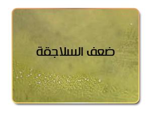 ضعف السلاجقة وزوالهم في عهد الخلافة العباسية