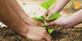 Conception islamique de l’environnement et de sa protection