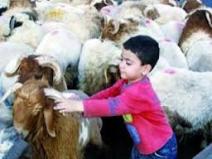 الطفل والأضحية رؤية خاصة الطفل والأضحية رؤية خاصة